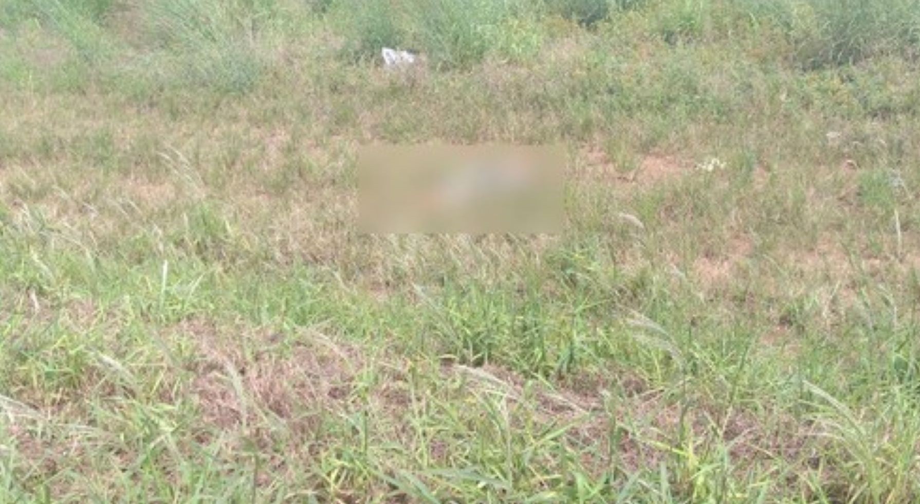 Sinop | Homem morre atropelado e corpo é encontrado às margens de rodovia
