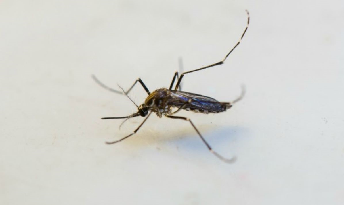 Municípios devem criar ‘disque denúncia’ e contratar agentes de endemias para combate à dengue em MT, pede MPE