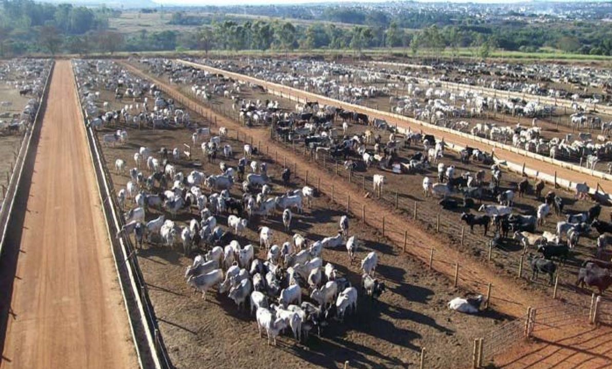 Mato Grosso deve confinar quase 600 mil  cabeças em 2020