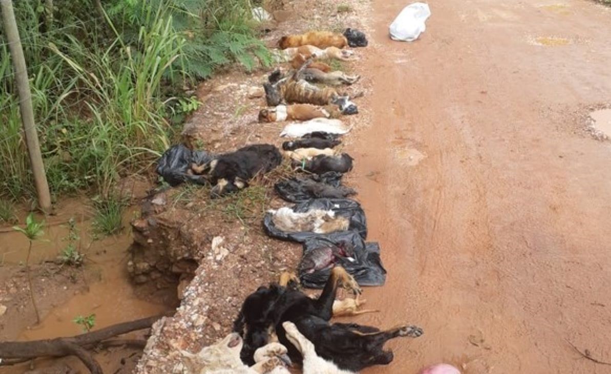 Quase 20 cães são encontrados mortos em área de mata em Cuiabá e polícia investiga