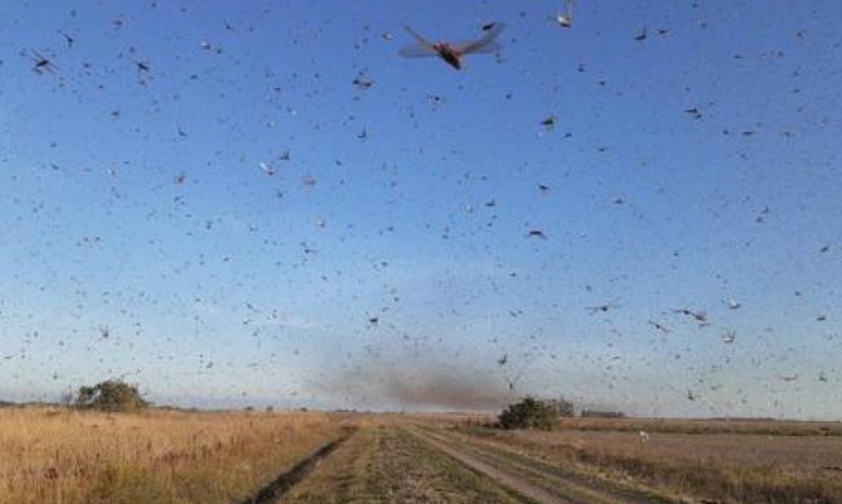 Nuvem de gafanhotos na Argentina deixa fronteira com Brasil em alerta