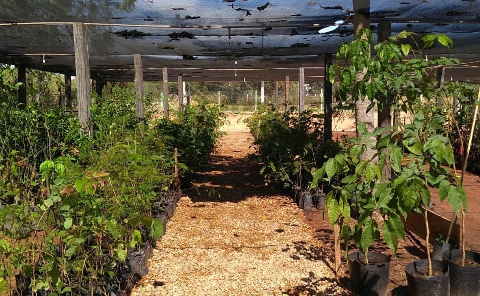 Plantio de mudas marca a Semana do Meio Ambiente em Rondonópolis