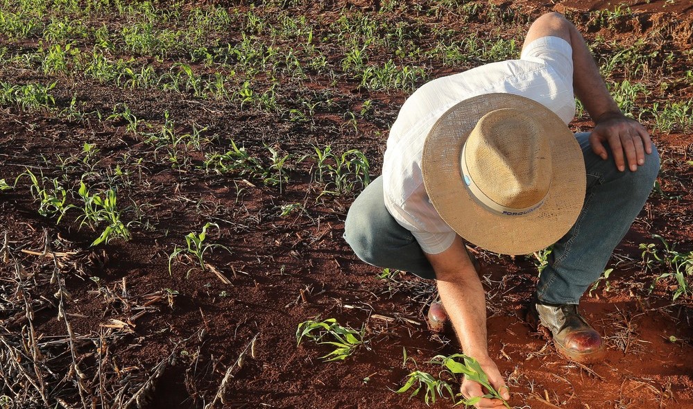 Produtores que contrataram seguro rural com o apoio do governo federal receberam R$ 341 milhões em indenizações em 2019