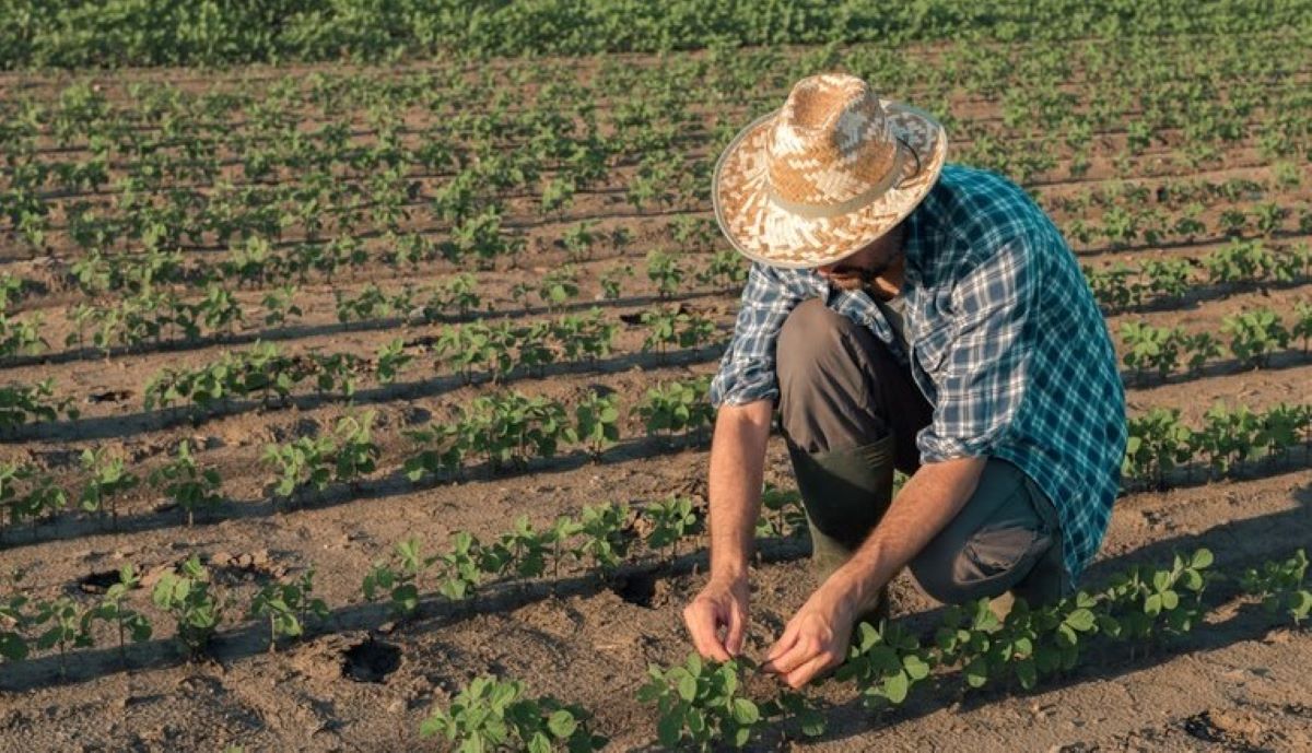 Governo reduz juros para agricultores prejudicados por ciclone e pela pandemia de Covid-19