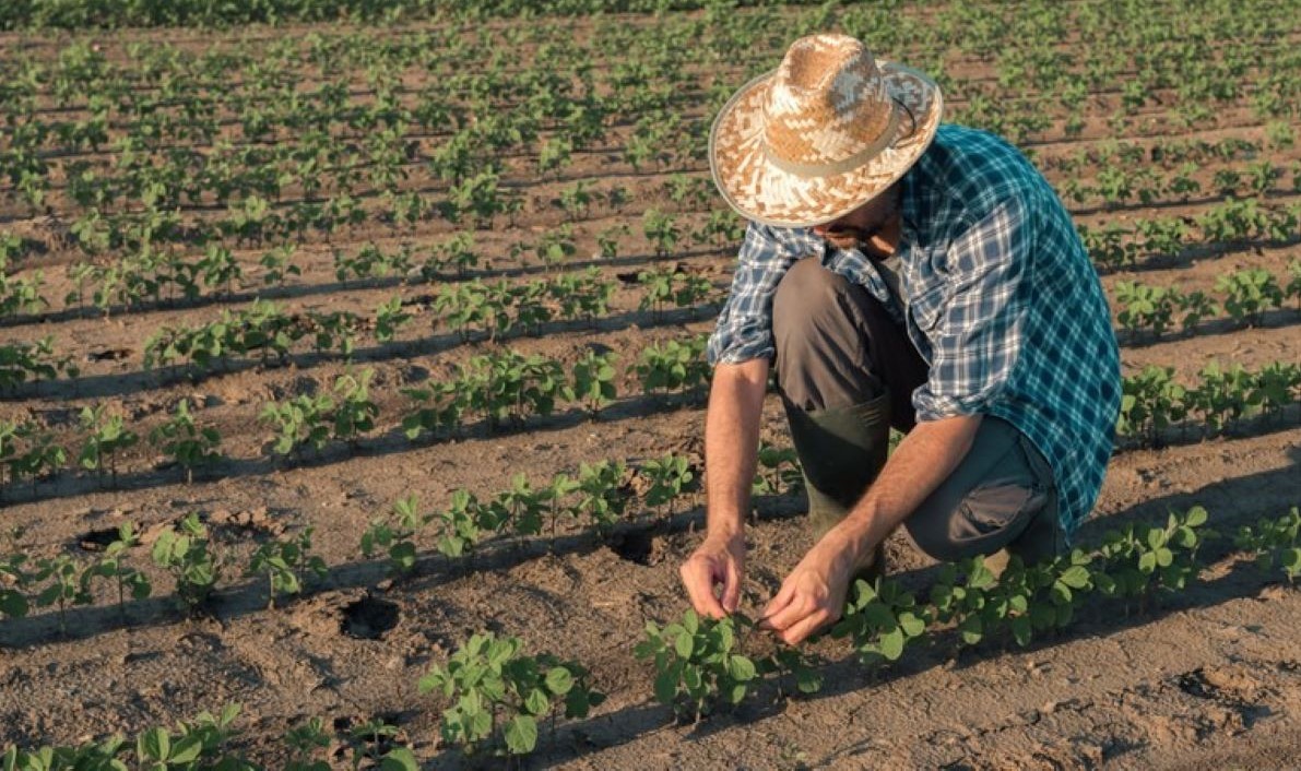 Garantia-Safra autoriza pagamento para mais de 60 mil agricultores familiares