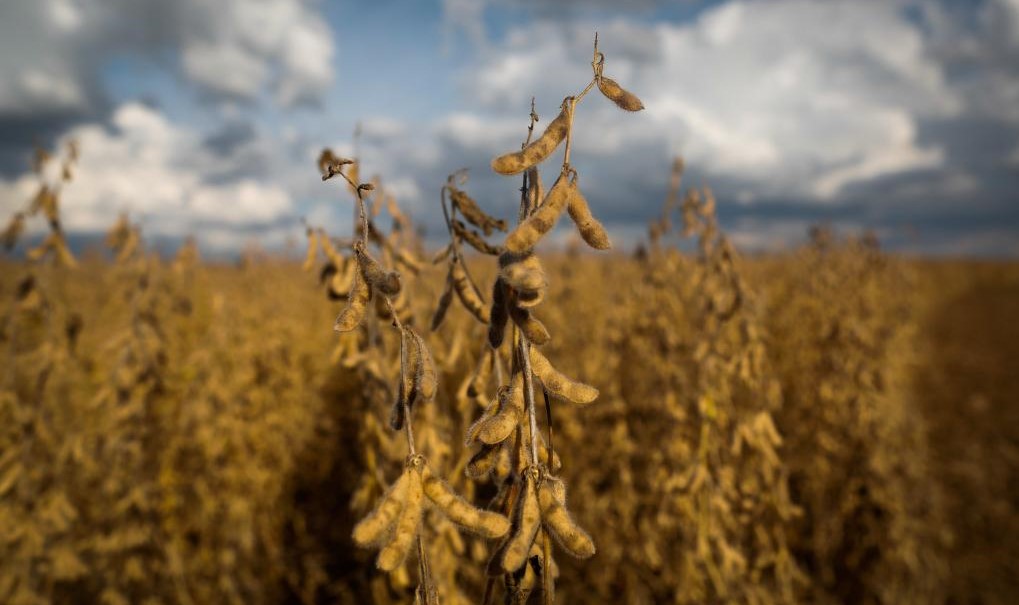 SLC Agrícola investe em pesquisas dentro das Fazendas para promover melhorias produtivas