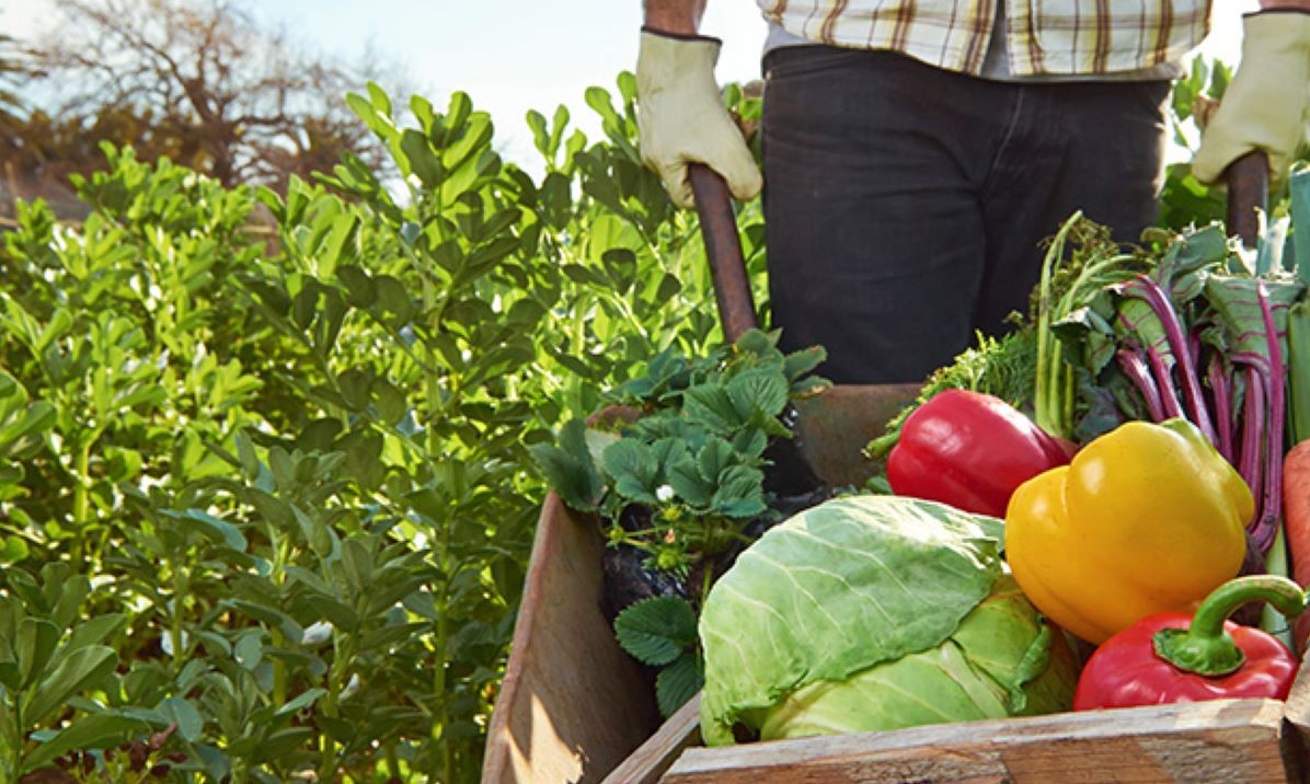 Mato Grosso | Conab apoia produção da agricultura familiar destinada à doação
