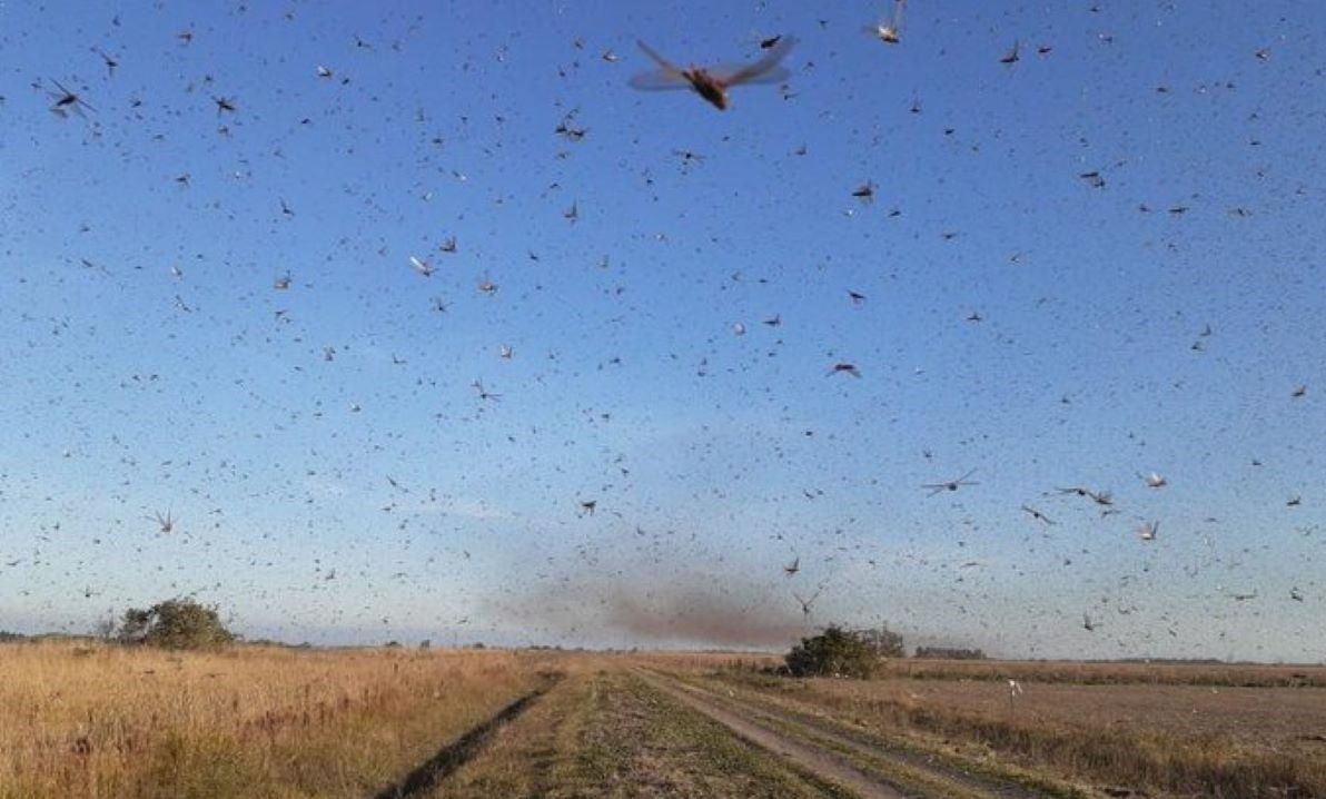 Monitoramento do Ministério da Agricultura indica que nuvem de gafanhotos não se desloca em direção ao Brasil