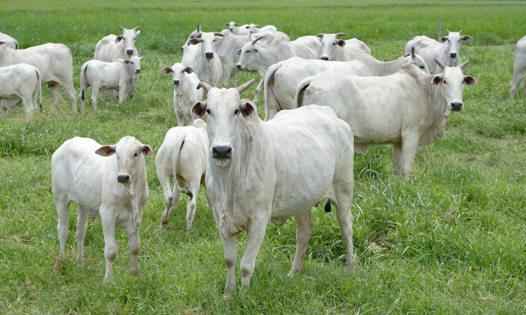 Acrimat discute importância da cria na produção de carne de qualidade