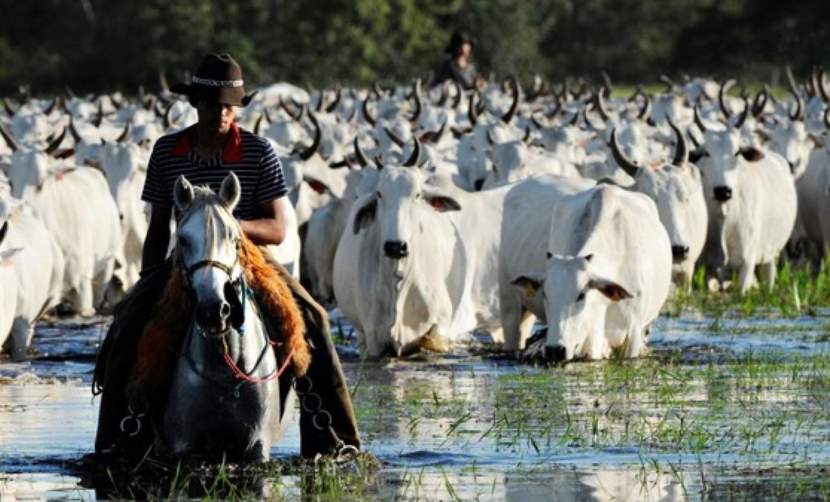 Acrimat destaca papel da pecuária na economia brasileira