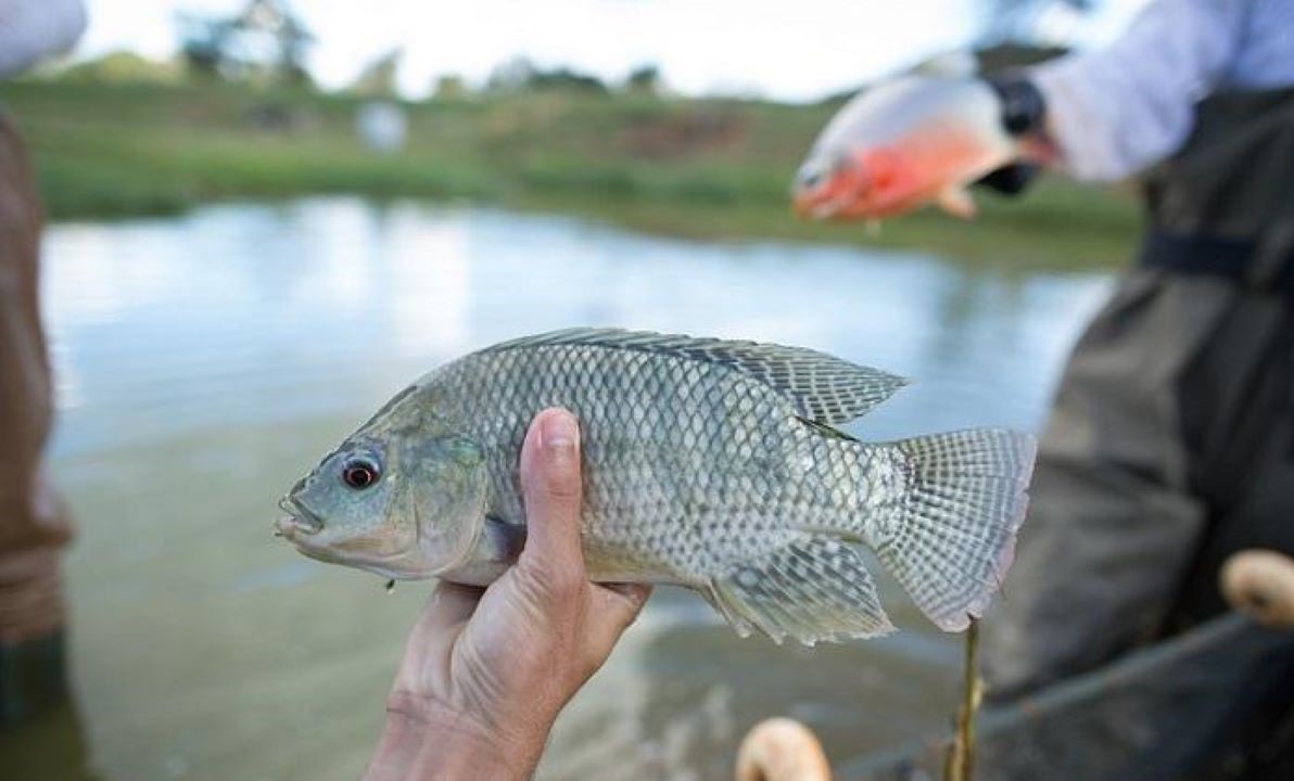 China habilita mais três plantas brasileiras para exportação de pescado