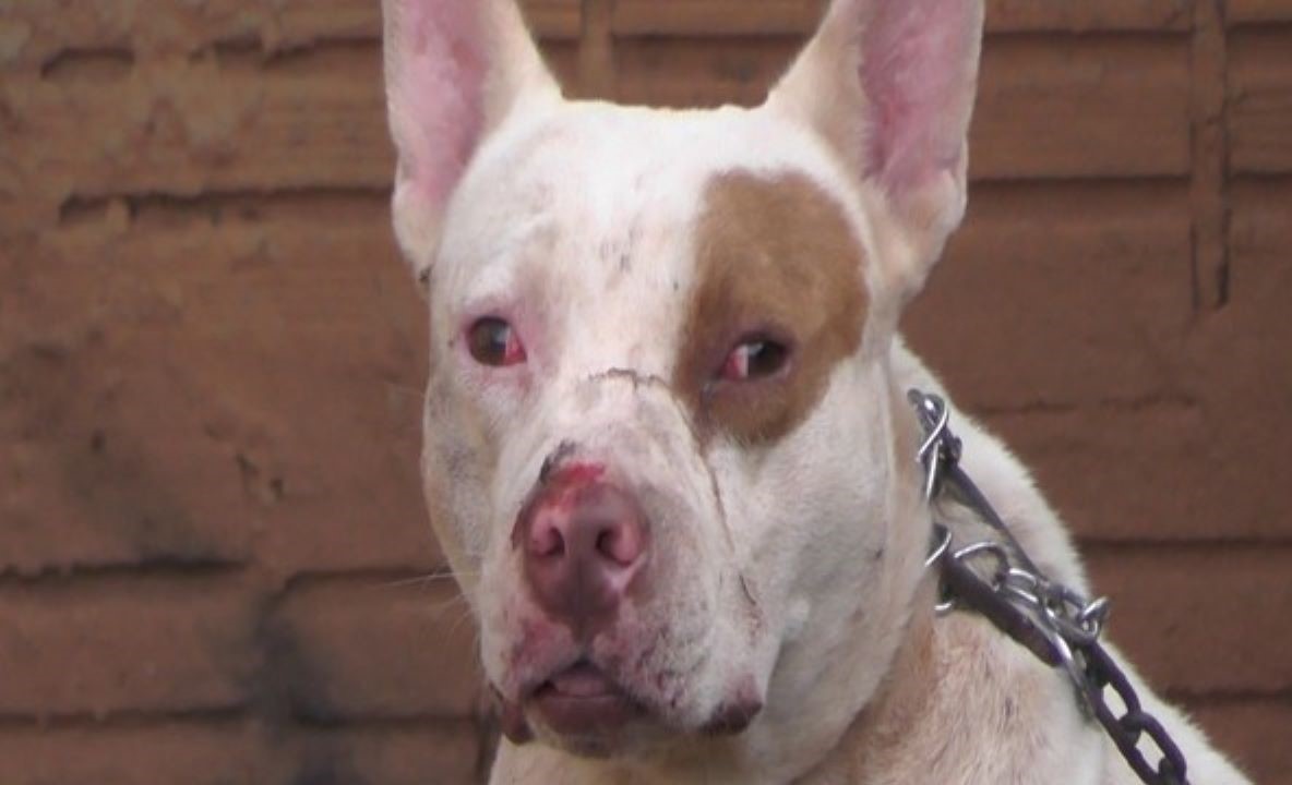 Juína | Mãe e filho são atacados por pit bull um mês após ganhá-lo