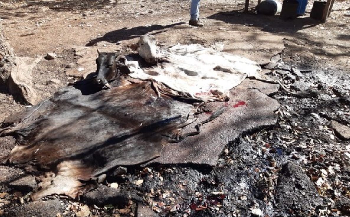 Mato Grosso | Polícia faz operação para cumprir 53 mandados contra envolvidos em roubos de gado