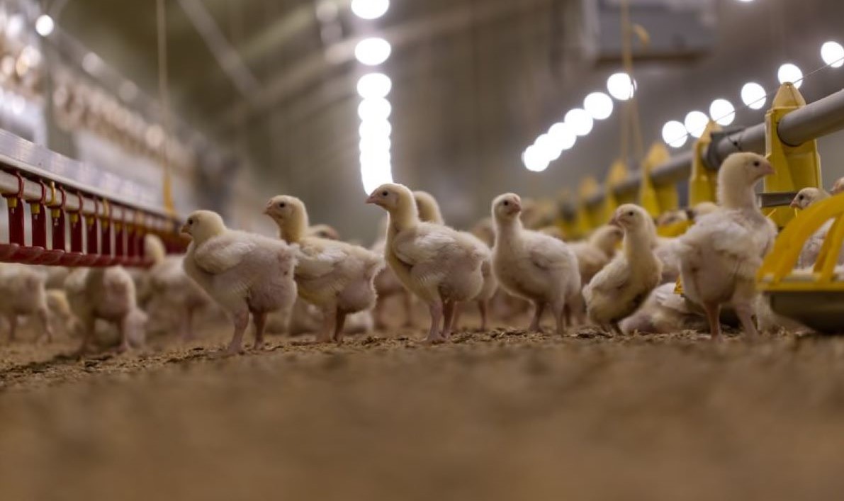 Brasil pede esclarecimentos às Filipinas após suspensão da carne de frango