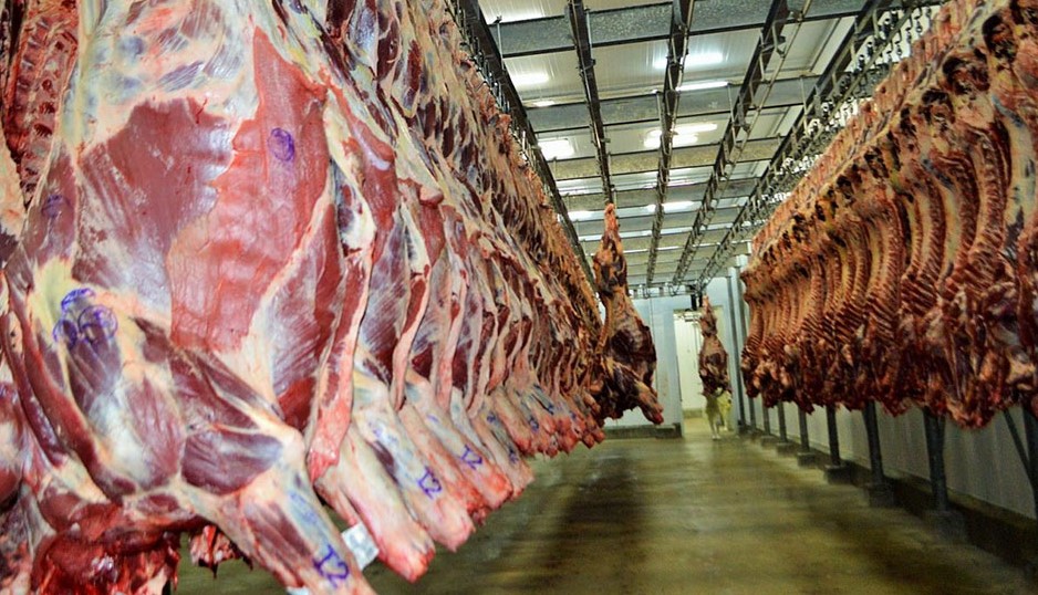 Mato Grosso | Abate precoce de bovinos se intensifica