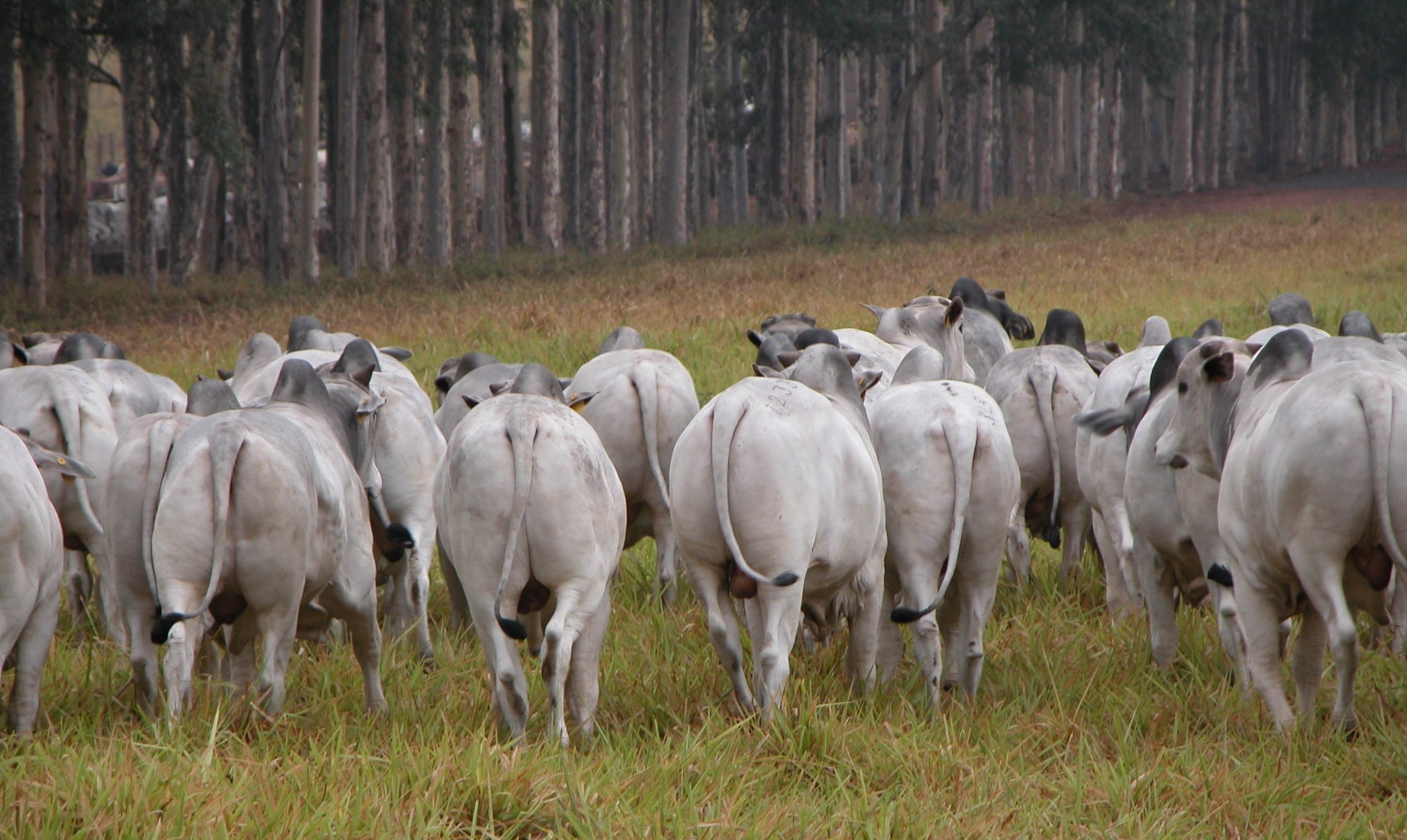 Megaleilão Nelore CFM oferta 650 touros com frete grátis para vários estados, como Mato Grosso