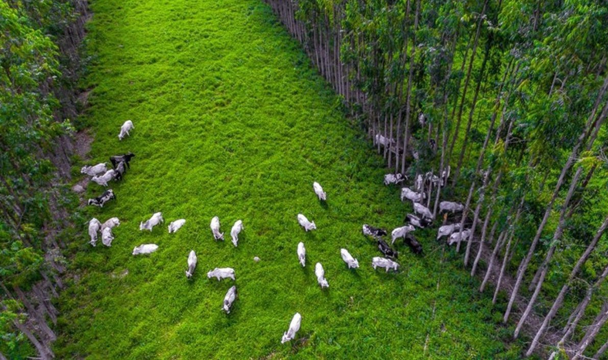 Brasil tem primeira linha de produtos carne carbono neutro