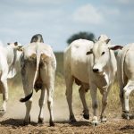 Exportações de carne bovina de Mato Grosso batem recorde histórico 6