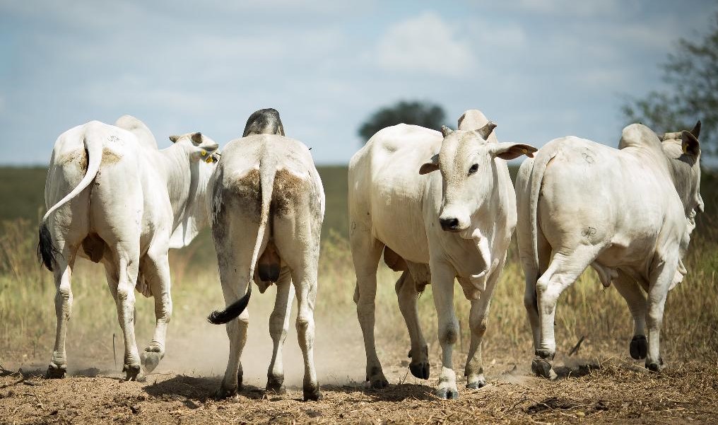 Exportações de carne bovina de Mato Grosso batem recorde histórico
