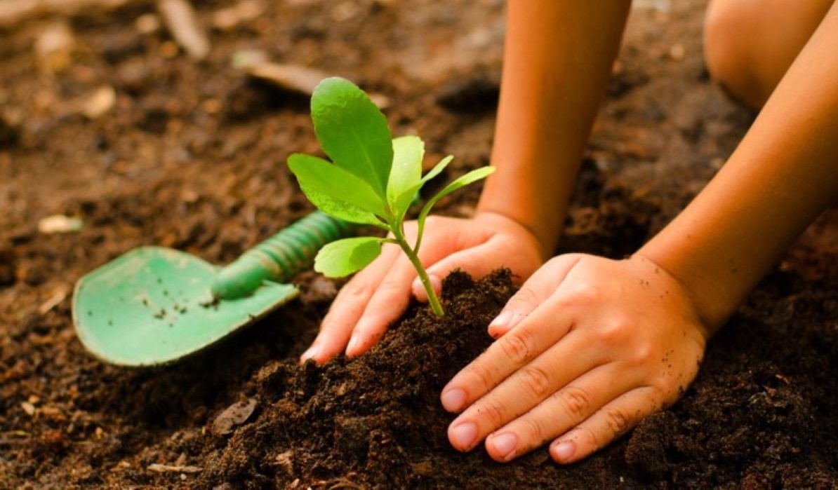 Cuidado na hora de plantar árvores