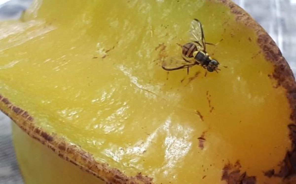 Mapa informa captura de um exemplar de mosca-da-carambola em Roraima