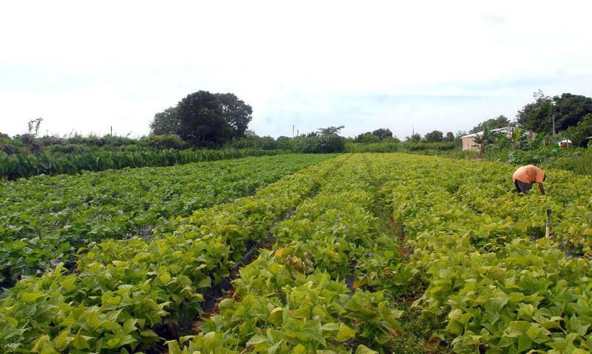 Senado aprova auxílio financeiro para agricultores familiares