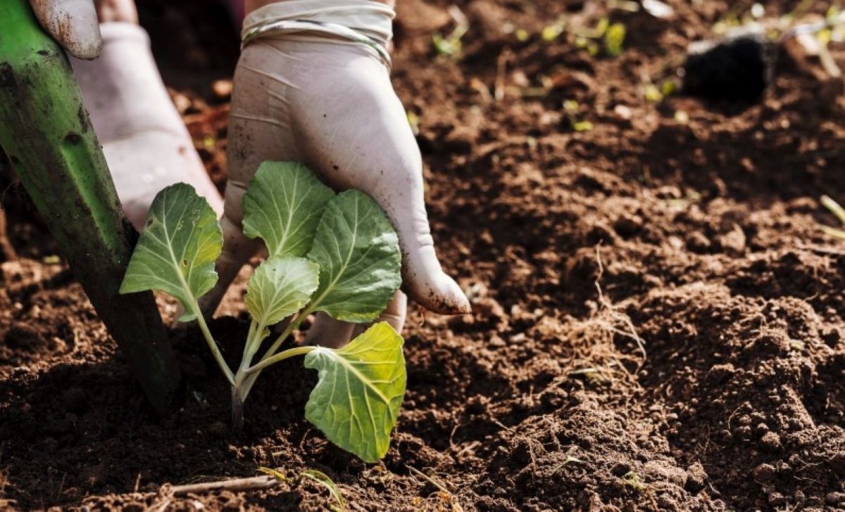 Mapa bate recorde de registros de defensivos agrícolas de controle biológico