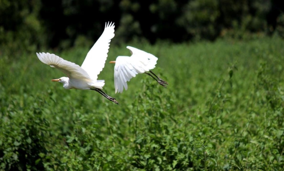 Projeto Bichos do Pantanal destaca Educação Ambiental como medida de prevenção contra incêndios no meio ambiente