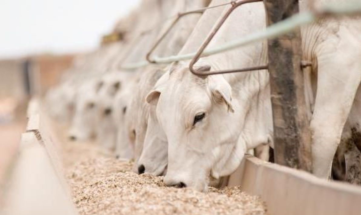 Pecuaristas discutem importância da suplementação na recria e engorda