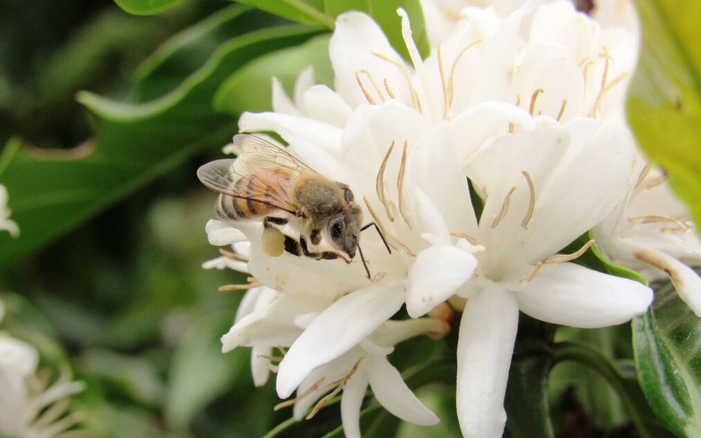 Polinização pode aumentar a produtividade de culturas de grande importância agrícola no Brasil