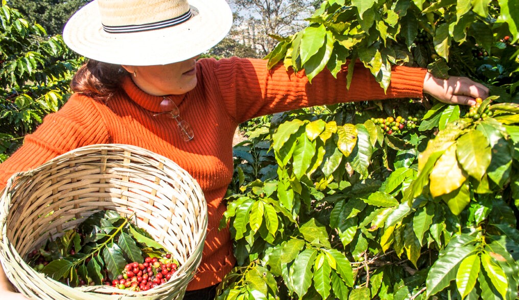 Governo aprova redução de taxas de juros para setor cafeeiro