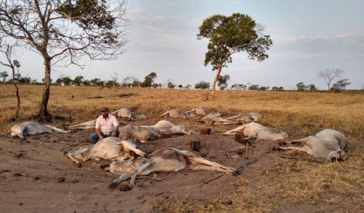 Mato Grosso | Cerca de 100 cabeças de gado morrem após frio de 9°C