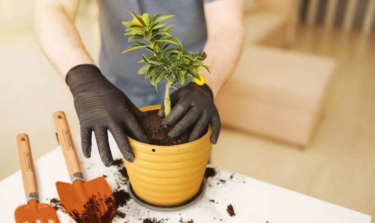 Cinco passos para cultivar árvores frutíferas em vasos