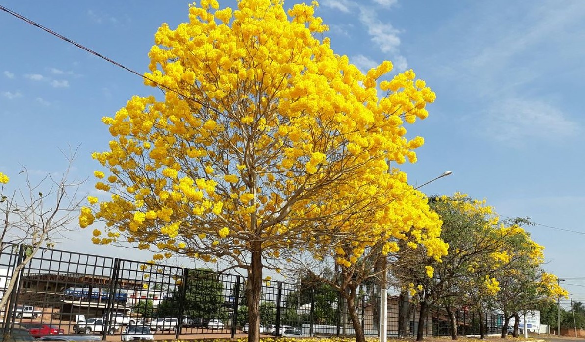 Previsão do clima na primavera 2020 no Brasil