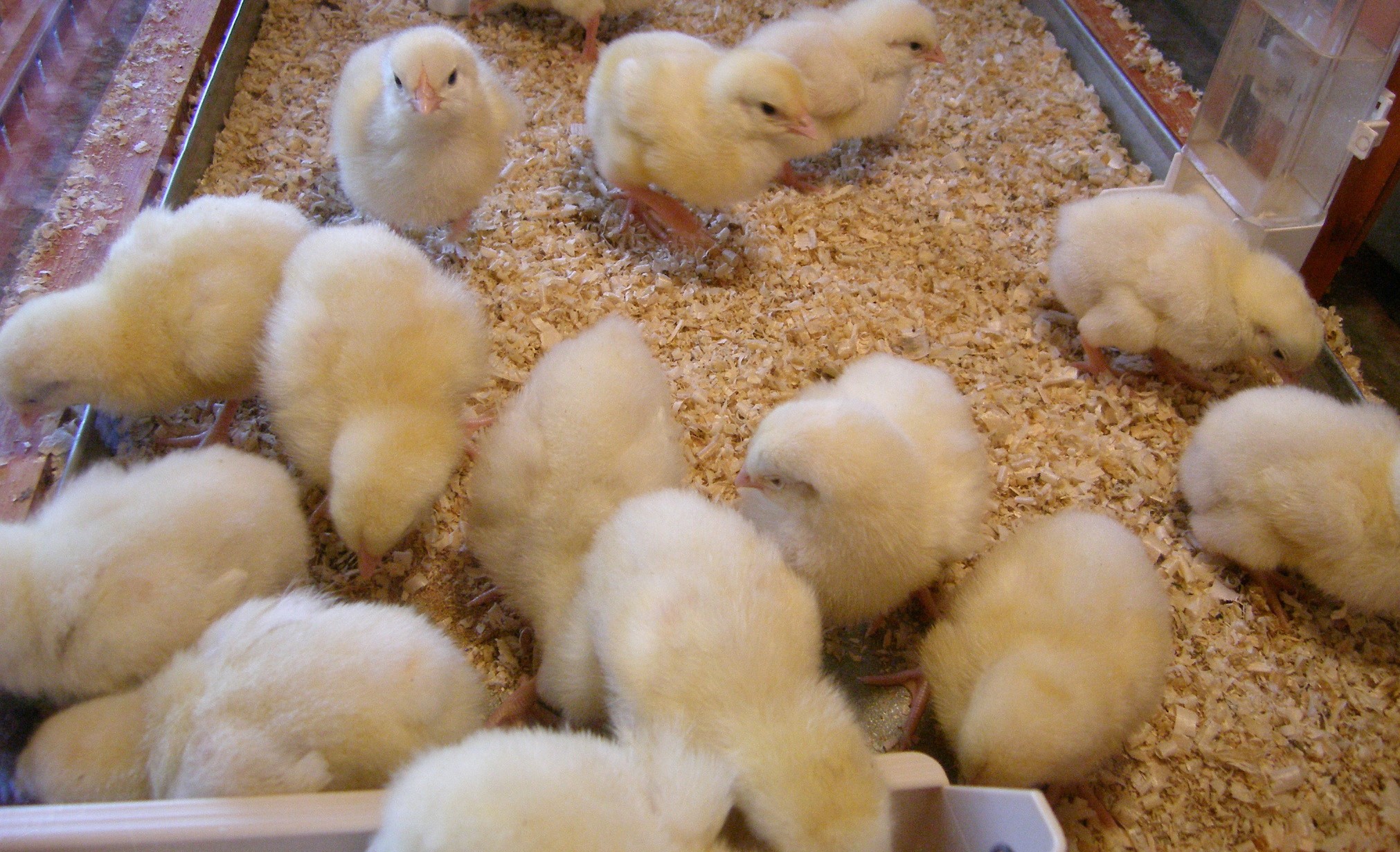 Resposta imune de aves está associada ao equilíbrio da microbiota intestinal
