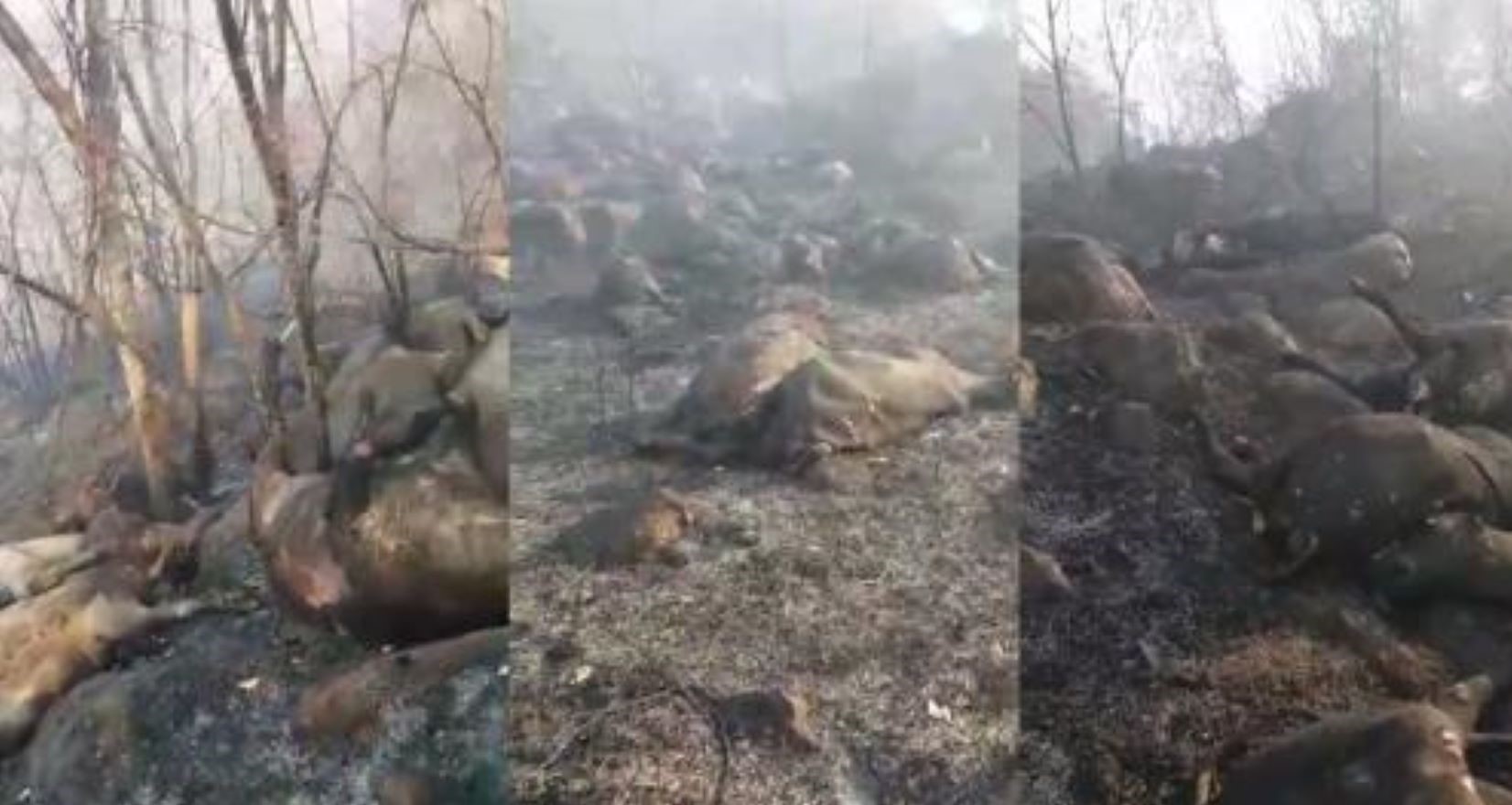 Poxoréu | Incêndio atinge fazenda e gado morre carbonizado