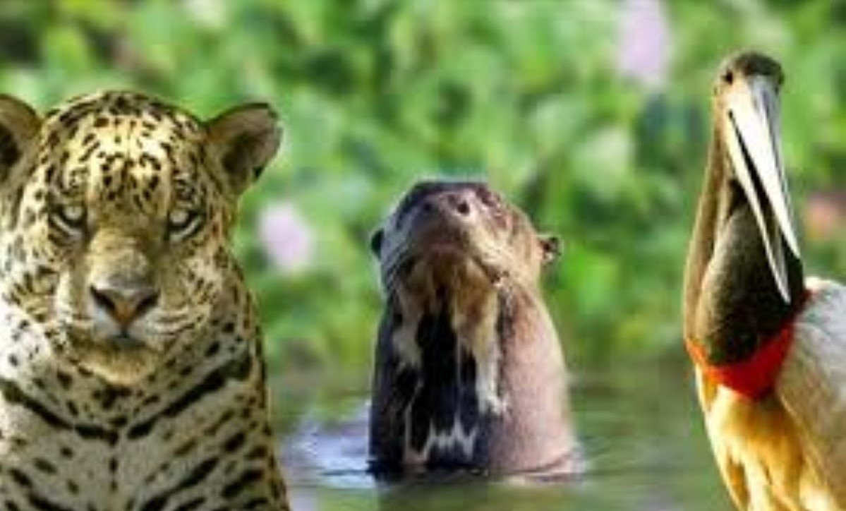Projeto Bichos do Pantanal lança Ação Bicho Vivo para salvar animais vítimas dos incêndios