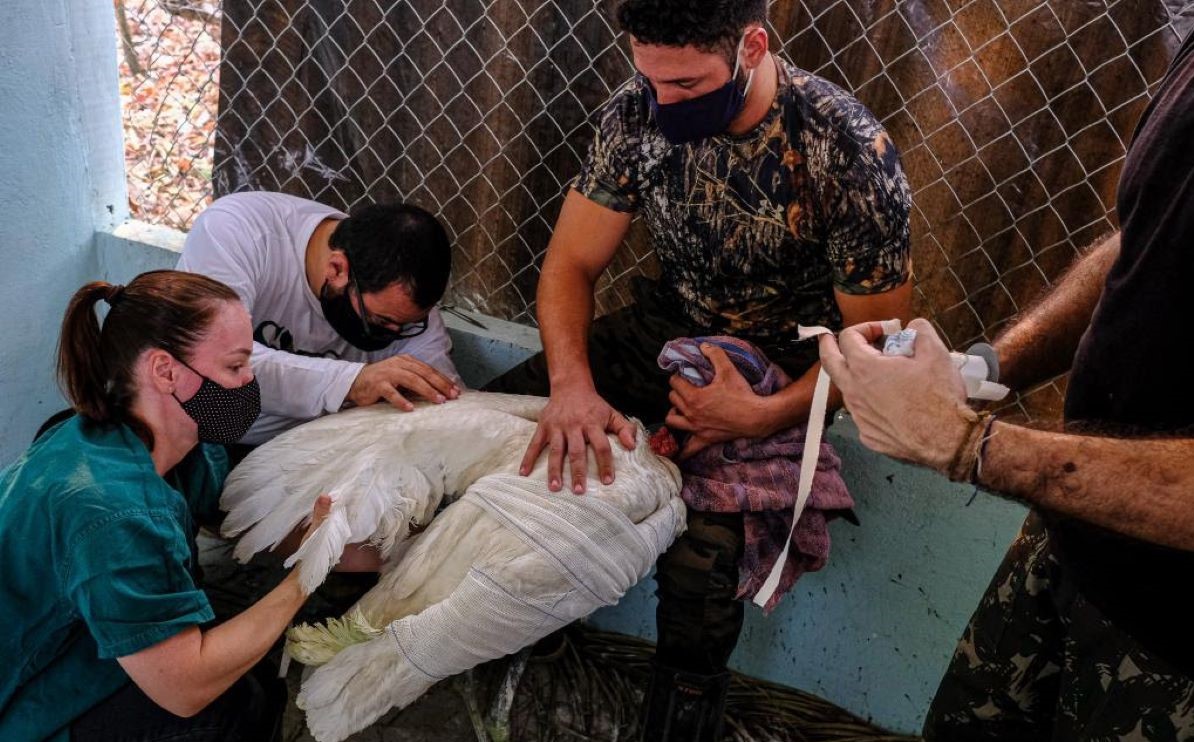 Ações de resgate de animais atingidos pelo fogo são intensificadas no Pantanal