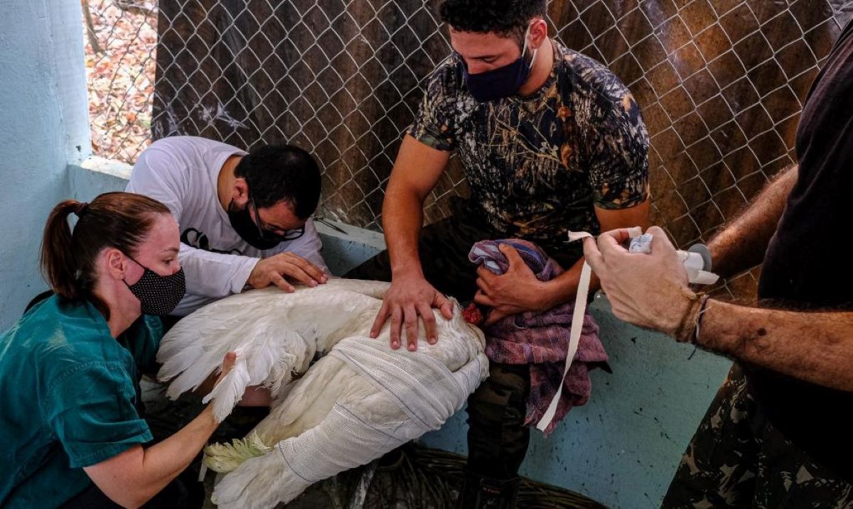 Parceria entre Governo e Programa REM garante mais R$ 300 mil para resgate de animais