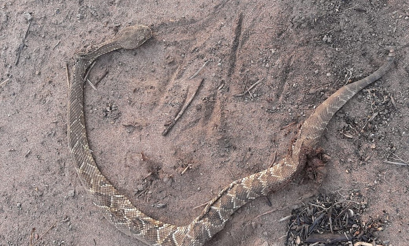 Tangará da Serra | Indígena de 9 anos tem paralisia nos músculos do rosto após picada de cascavel em aldeia