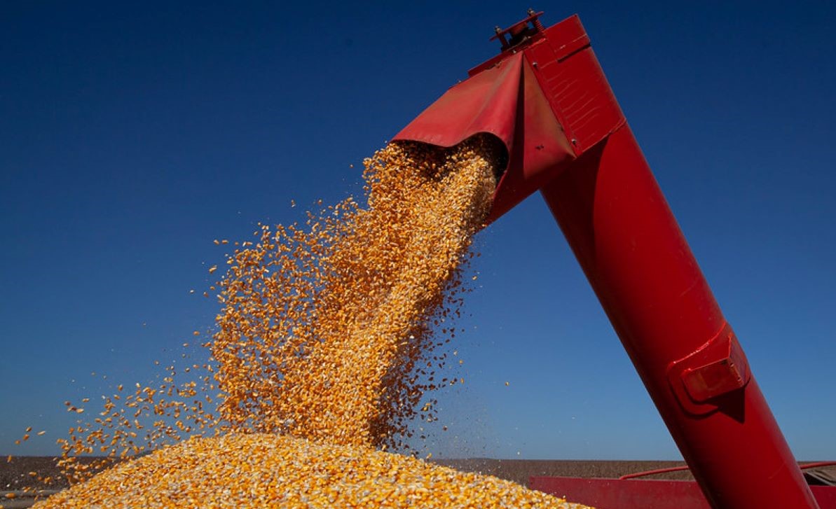 Encarecimento acentuado dos grãos preocupa indústria da carne