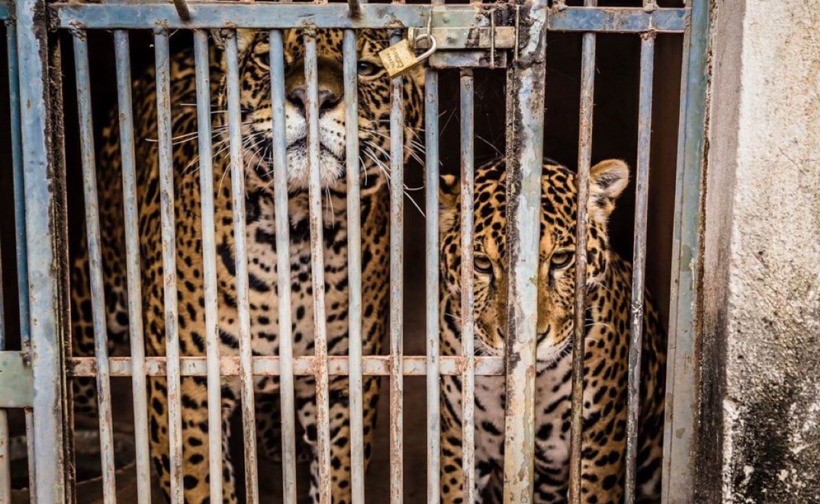 LATAM transporta voluntários, veterinários e insumos para apoiar a campanha “Pantanal em Chamas”