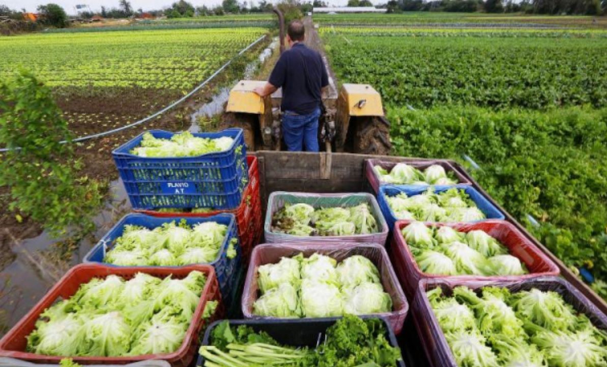 Agricultura familiar recebe apoio da Conab para comercializar produção