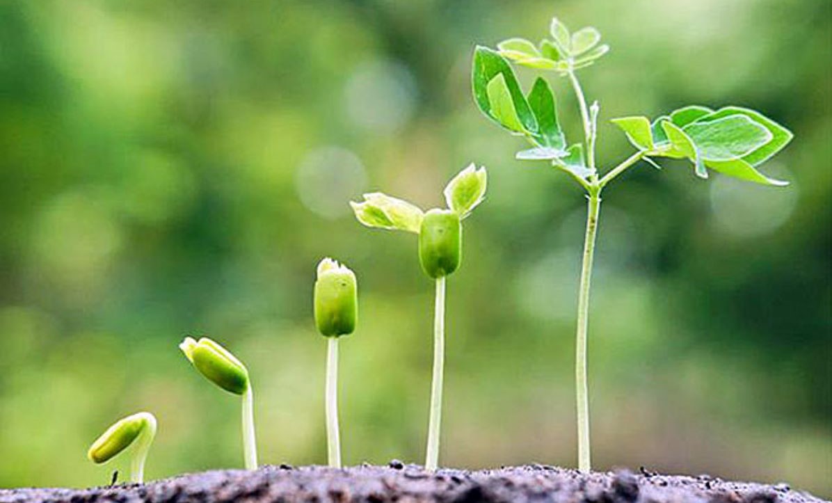 Quais os principais mecanismos de defesa da planta?