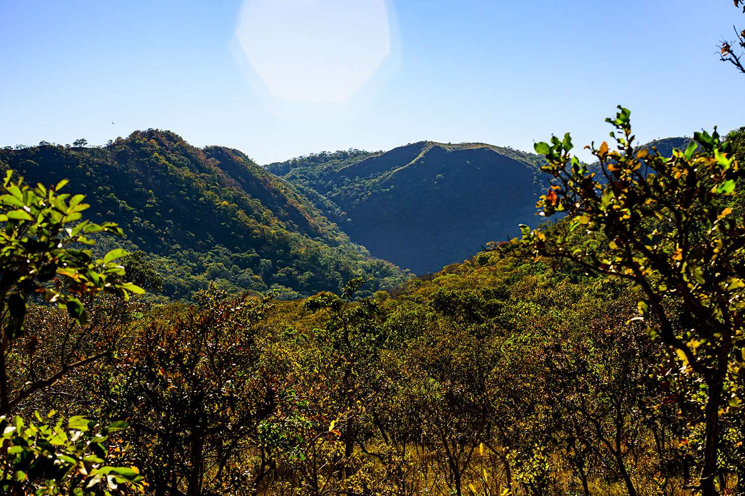 Sema moderniza classificação de tipologia vegetal