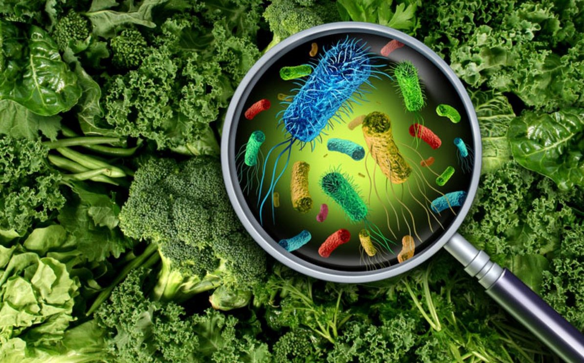 O armazenamento inadequado dos alimentos pode causar a proliferação de diversas bactérias, fungos, vírus e parasitas