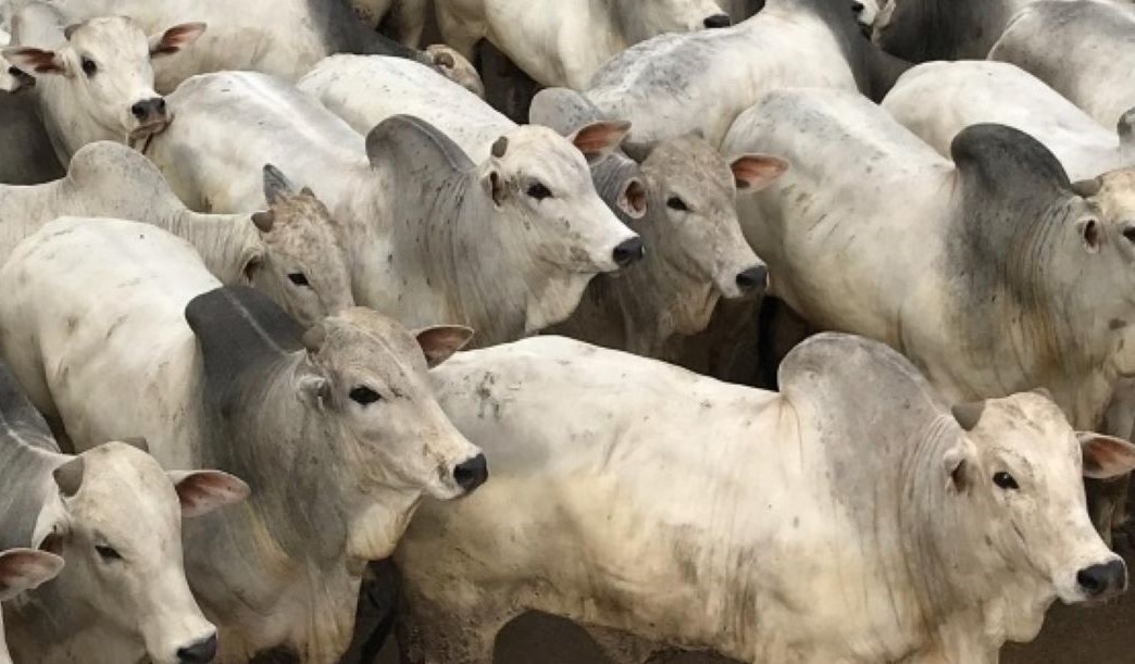 A partir de 2021, Circuito Nelore de Qualidade premiará animais com genealogia conhecida