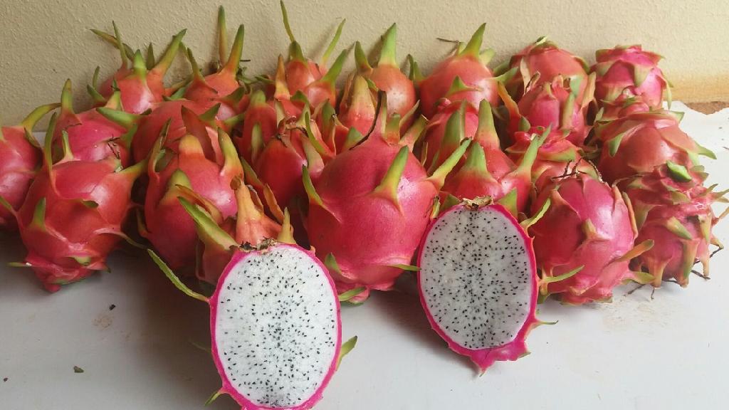 Colheita da pitaya inicia e Empaer destaca fruto como alternativa econômica para agricultura familiar