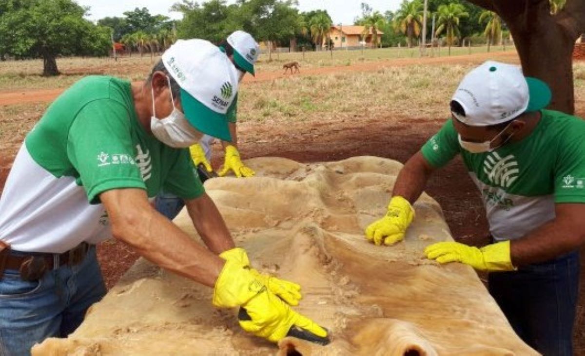 Com maior rebanho bovino do país, mato-grossenses se capacitam no curtimento do couro