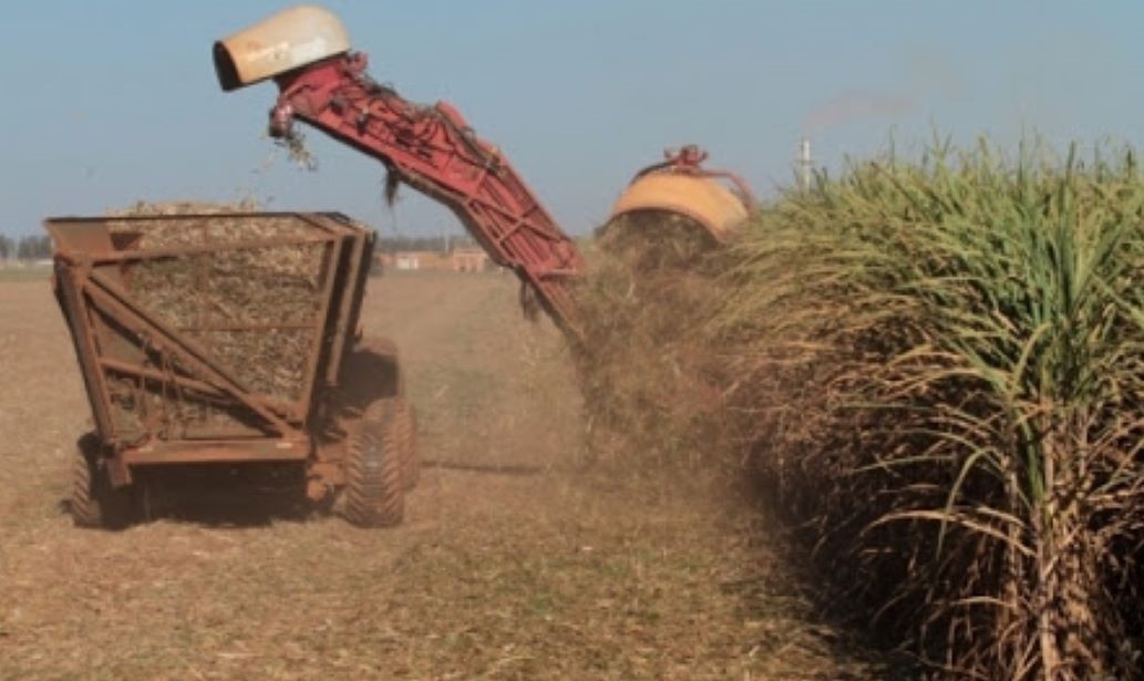Pesquisa da Conab levanta dados da safra de cana-de-açúcar no estado